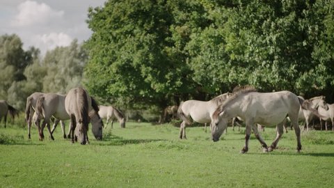 A herd of wild konik horses are grazing in a field in Utrecht when suddenly one horse frightens and sprints shot in 50fps slowmotion