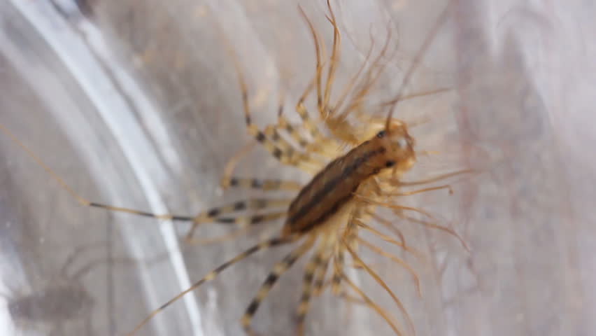 The arthropod animal is an ordinary flycatcher (Latin Scutigera coleoptrata) - a centipede from the order 

Scutigeromorpha. Destroys in the home of all pest insects