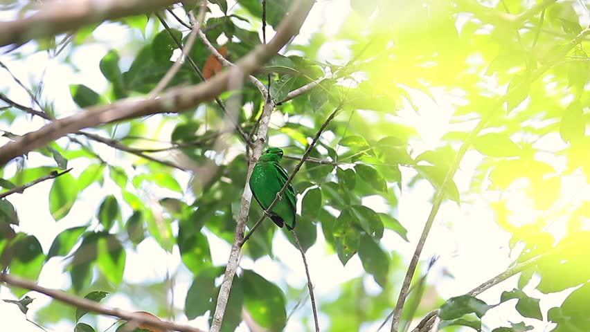 Closed up the bird look like a leaf, uprisen angle view, adult male Green broadbill (Calyptomena viridis) foraging food on the rubber trees in rainforest, the Southern of Thailand