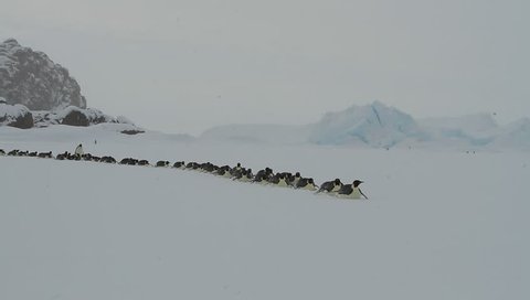 Adult Emperor penguins(aptenodytes forsteri)walking on their bellies on the sea ice of Davis sea,Eastern Antarctica