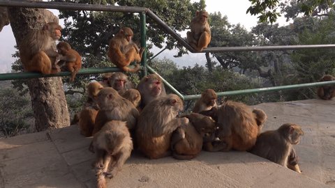 Troop of rhesus macaque monkeys grooming for fleas at Swayambhunath temple in Kathmandu, Nepal