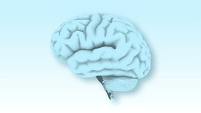 Brain 1006: A human brain rotates on a light blue background (Loop).