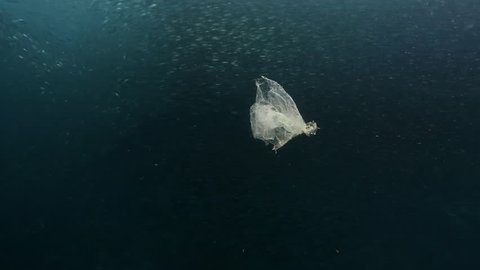 Piece of plastic floating in ocean with shoal of sardines swimming behind