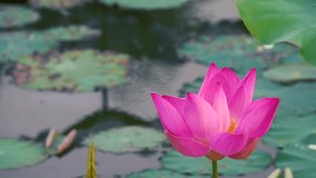 Lotus flower. Royalty high-quality free stock video footage of a pink lotus flower. The background is the green leaf, pink lotus flower and yellow bud in lake. Peace scene in a countryside, Vietnam
