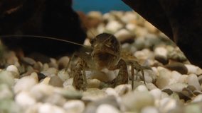 Red crayfish underwater footage