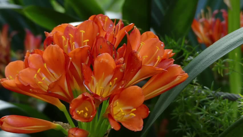 8 videos de Clivia plants Videos de stock videoclips en 4K y HD