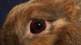 Video clip of an animal rabbit's eyes close-up macro video shooting
