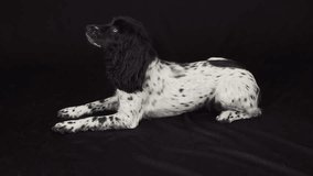 Beautiful female spaniel lies on his back on a black background stock footage video