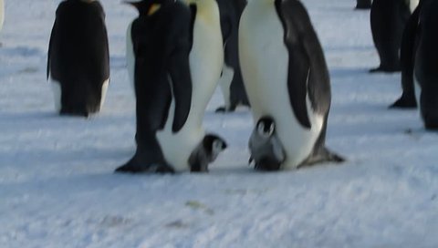 Emperor penguin with chick(aptenodytes forsteri)colony on sea ice sea Davis