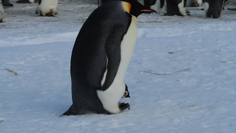 Emperor penguin with chick(aptenodytes forsteri)colony on sea ice sea Davis