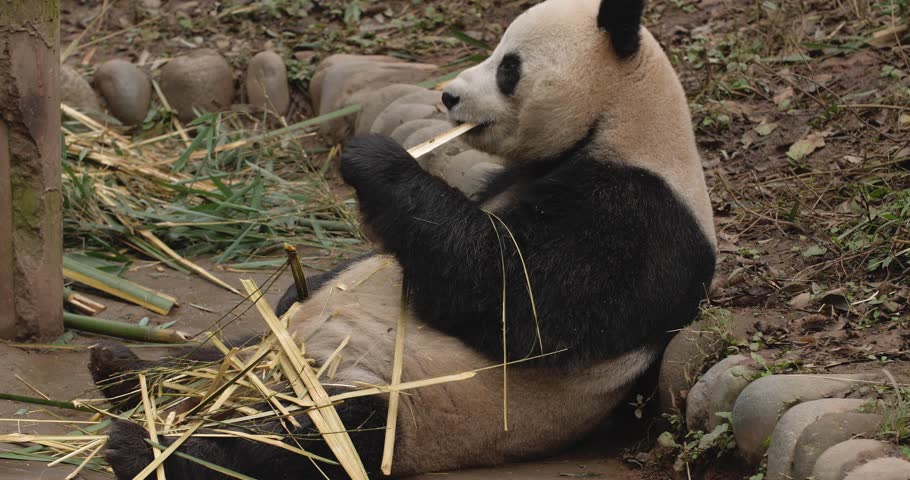 one giant panda bear eating bamboo in zoo