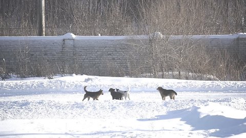 Stray dogs on the winter road.