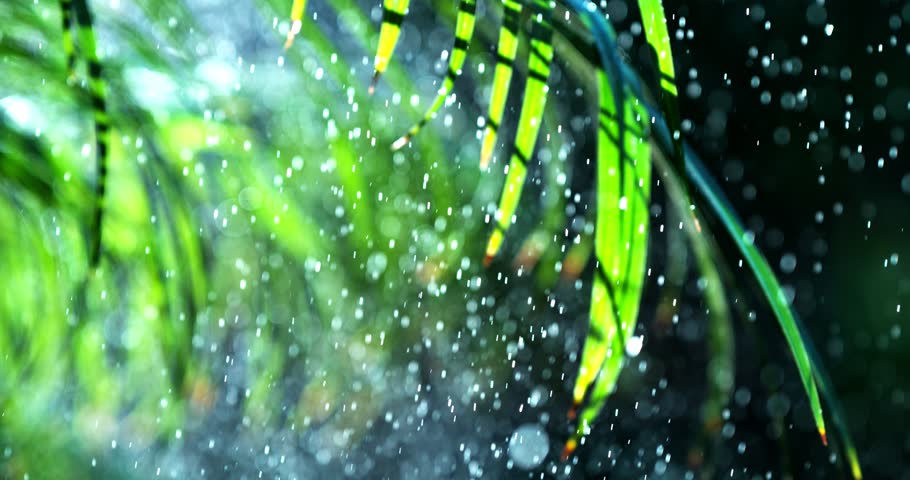 Rain water falling on green leaves slow motion
