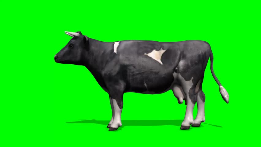 A Black and White Cow Stock Footage Video (100% Royalty-free