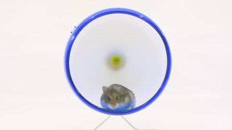 Hamster runs in wheel, stops to groom and then continues running on white background,