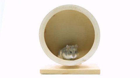 Lazy grey hamster unmotivated to run in wood wheel lays down for a rest.
