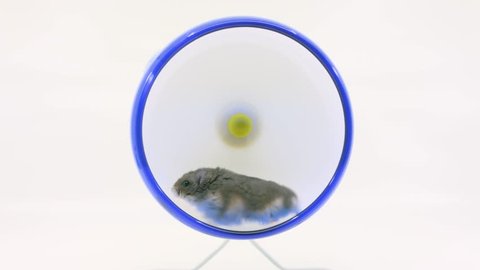Small grey hamster runs on blue wheel on a white background.