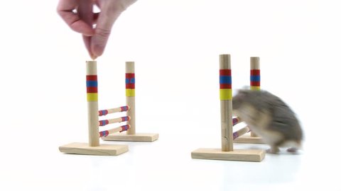 Hands show how to train a hamster to jump over hurdles for treats, side view.