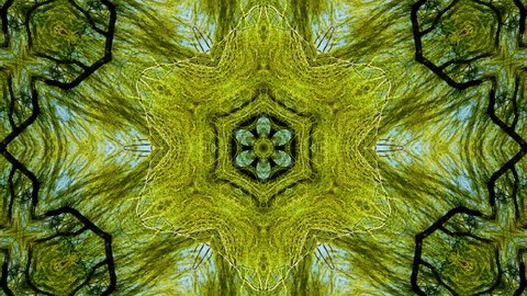 A radial kaleidoscope of lacy trees touch the sky (Loop).