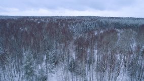 Winter snow covered forest aerial drone video pine tree Belarus white woods fly high panorama