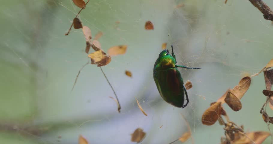 SCARAB BEETLE Struggling In A Spiders Net, Costa Rica | Graded version. Watch also for the native 4:2:2, Log-material, straight out of the camera.
