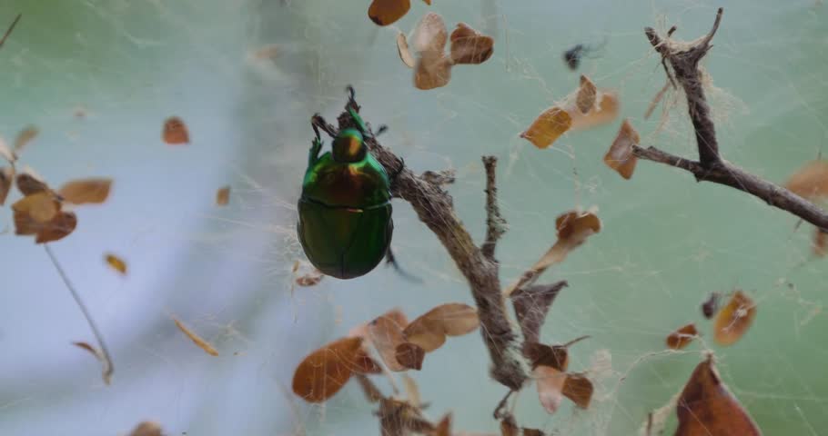 SCARAB BEETLE Struggling In A Spiders Net, Costa Rica | Graded version. Watch also for the native 4:2:2, Log-material, straight out of the camera.