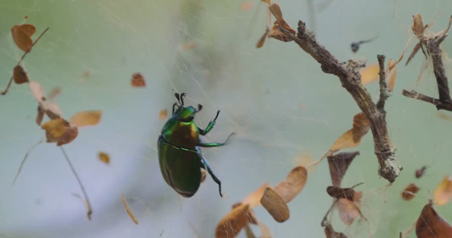 SCARAB BEETLE Struggling In A Spiders Net, Costa Rica | Graded version. Watch also for the native 4:2:2, Log-material, straight out of the camera.