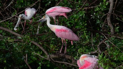 Roseate Spoonbills preening and getting ready for mating season.