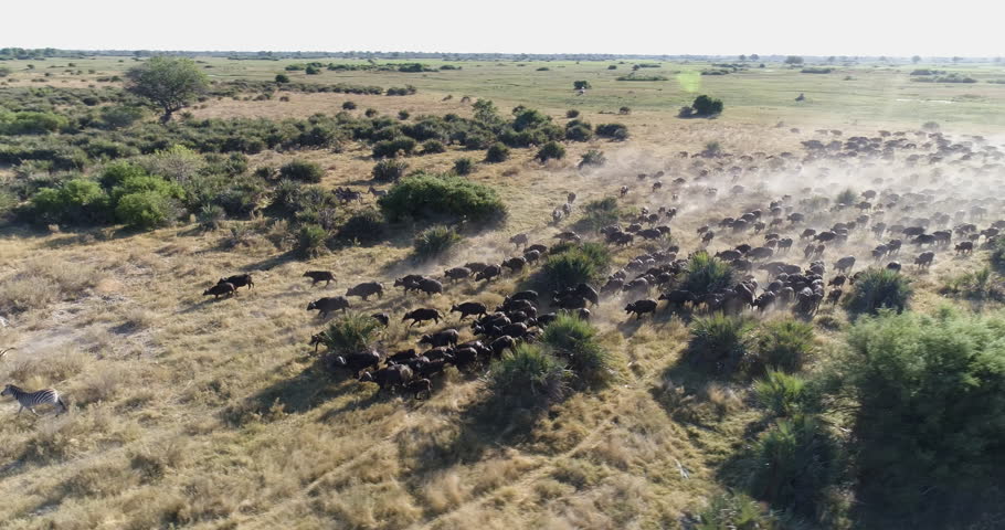 Aerial panning view of a large herd of Cape buffalo running across the plains of the Okavango Delta, Botswana Royalty-Free Stock Footage #1006944187