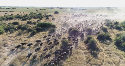 Aerial panning view of a large herd of Cape buffalo running across the plains of the Okavango Delta, Botswana