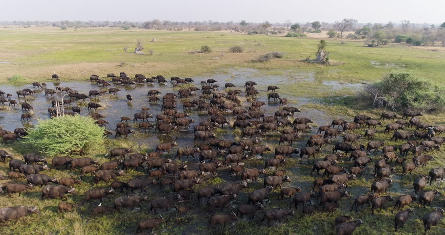 Spectacular aerial close-up side view of a large herd of Cape buffalo walking through marshy wetland in the Okavango Delta, Botswana Royalty-Free Stock Footage #1006944229