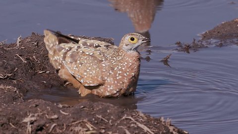 Slow motion ultra close-up of one Burchell's sandgrouse submerging its feathers, drinking and flying off from a rivers edge, Okavango Delta, Botswana