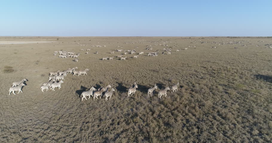 Aerial fly over view of an extremely large group of zebra migrating across the vast Makgadikgadi grasslands, Botswana Royalty-Free Stock Footage #1006944445