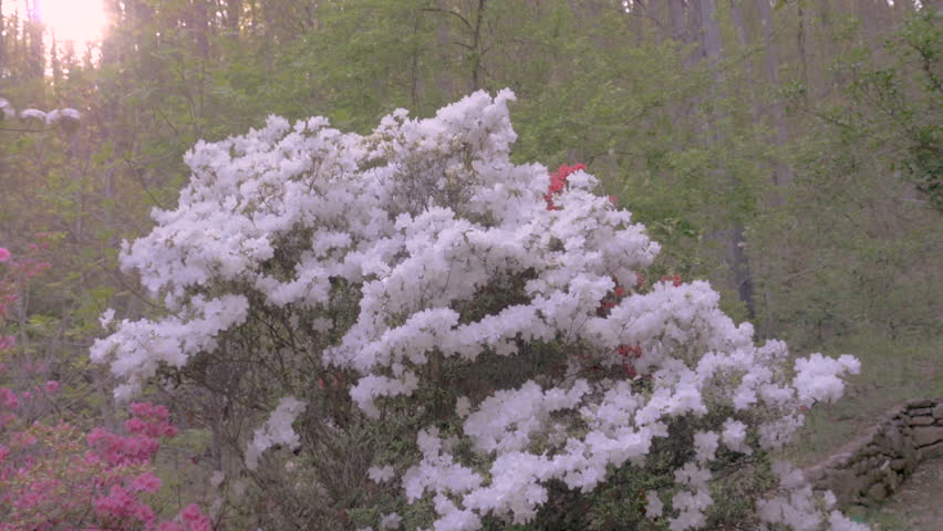 Slow motion push in to a white azalea flowering plant with bees pollinating the flowers with lens flare and a setting sun against a forest background