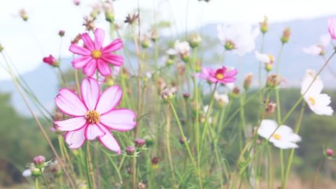 Beautiful Video flower background. Amazing view of bright flower in the sweet color background with windy day, Sunny spring day, Landscape.
