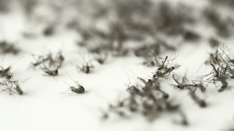 Many dead mosquitoes which killed by mosquito trap machine , caused of harmful infections such as malaria, yellow fever, Chikungunya, West Nile virus, dengue fever, filariasis, Zika virus and other