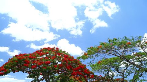 Nature of Maurtius - flamboyant tree