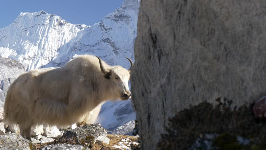 White yak in the Nepalese Himalayas. Snow-covered tops on the background. Steadicam shot.