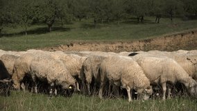 Sheep View, Herd Flock of Lambs Grazing on Grassland, Pastoral Image, Animals 4K