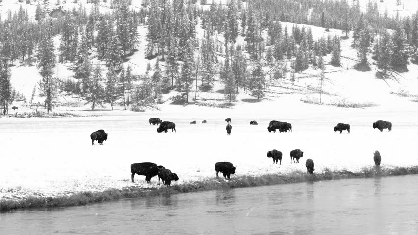 AMERICAN BISON (Bison bison) , Yellowstone National Park, Wyoming, Usa, North America, America