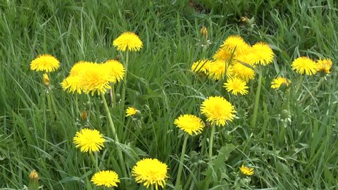 A group of flowering medicinal dandelions on a spring meadow on a sunny day pleases the eye.