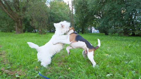 Funny young dogs play and fight on grass, stand on hind legs and hug in roughhousing struggle, slow motion shot. White terrier and small beagle spend time in active wrestling at park lawn