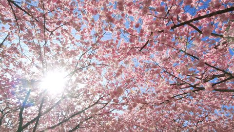 Ornamental Garden Majestically Blossoming Large Cherry Stock Photo ...