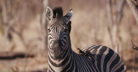 Portrait shot of Zebra with red-billed oxpeckers,Botswana