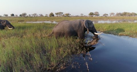 Aerial close-up view of one elephant feeding and crossing a river in the Okavango Delta