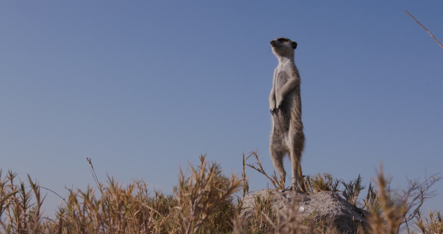 Funny Animals Meerkat Or Suricate Stock Footage Video 100 Royalty Free Shutterstock