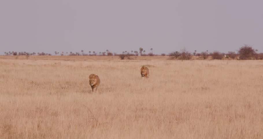 Two male lions walking towards the camera, Botswana