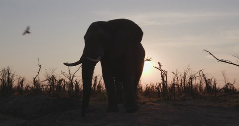 Silhouette close-up view of elephant bull looking at camera, Okavango Delta, Botswana