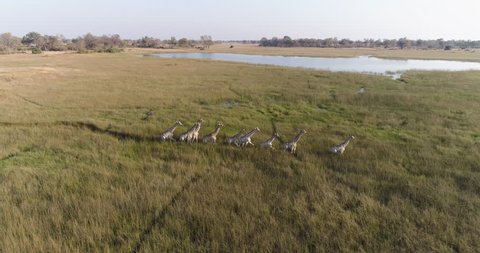 Aerial side view of a small herd of giraffe walking in single file in marshy grasslands of the Okavango Delta, Botswana