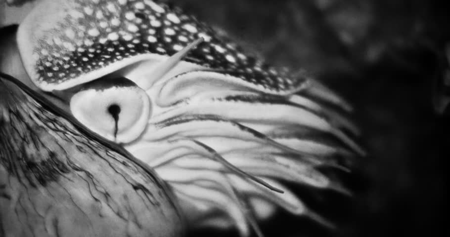 Extreme closeup of a Nautilus. 